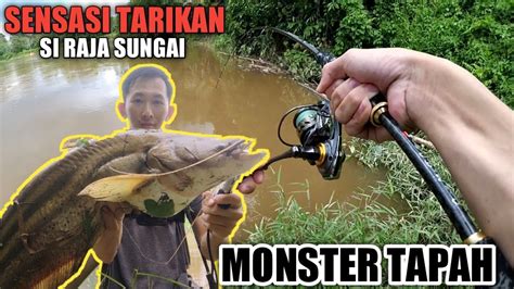 Sensasi Tarikan Si Raja Sungai Casting Tapah Monster Sungai