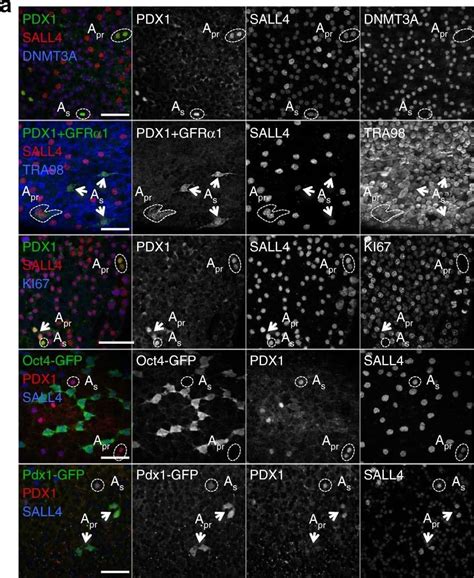 DNMT3A Antibody 64B1446 BSA Free NB120 13888 Bio Techne