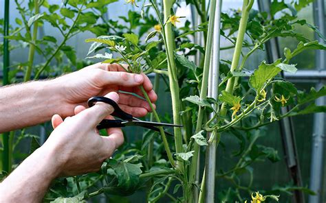 C Mo Cultivar Tomates En Casa Gu A Paso A Paso