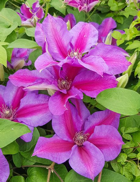 Clematis Jackmanii Hybrids Mrs N Thompson Tesselaar