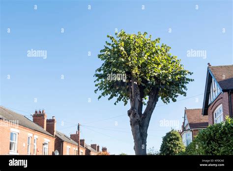 Growth Pollard Tree Hi Res Stock Photography And Images Alamy