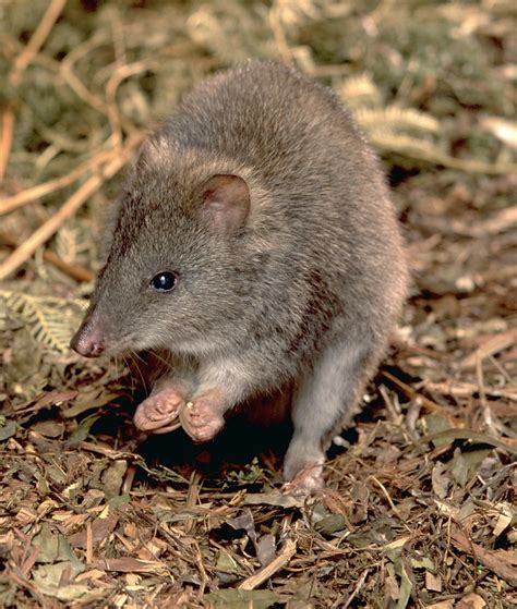 Threatenedthursday Long Footed Potoroo The Foundation For Australia