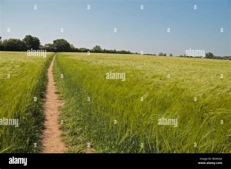 Path Through Wheat Field Hi Res Stock Photography And Images Alamy