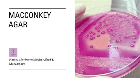 MacConkey Agar MAC