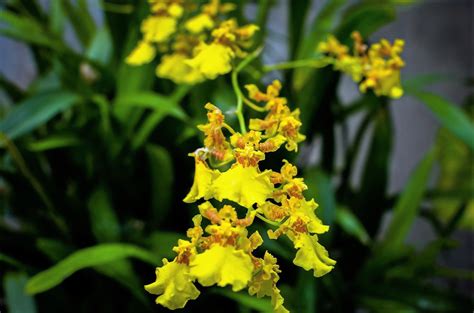 Oncidium A Orqu Dea Chuva De Ouro