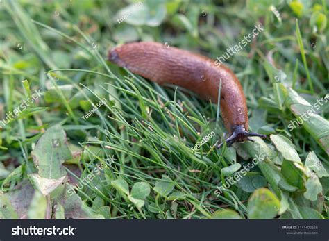 Naked Slug Grass Stock Photo 1141402658 Shutterstock