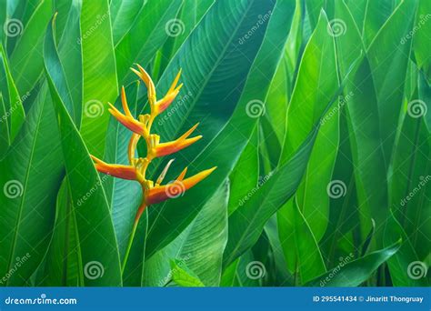 A Parrots Beak Heliconia Heliconia Psittacorum Stock Photo Image