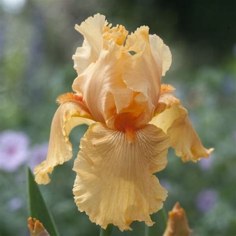 Iris Germanica Skyfire Trädgårdsiris Perenner