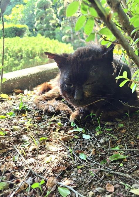 連日の猛暑で外猫が脱水症状に保護依頼が相次ぐ 飼い猫も命の危険あり「脱走対策の徹底を！」｜まいどなニュース