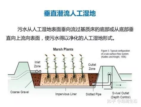 什么是人工湿地和湿地种类 知乎