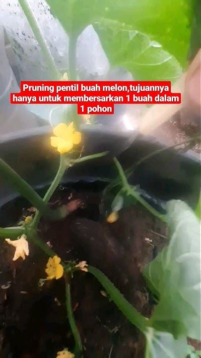 Pruning Pentil Buah Melontujuannya Hanya Untuk Membersarkan 1 Buah