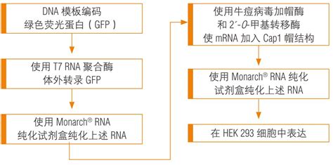 Rna 合成专题（五）：gmp 级别 Rna 合成原料 知乎