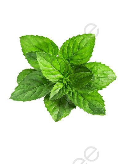 Mint Png Hd File 83192 400x533 Pixel