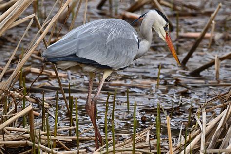 Heron Grey Water Bird Free Photo On Pixabay