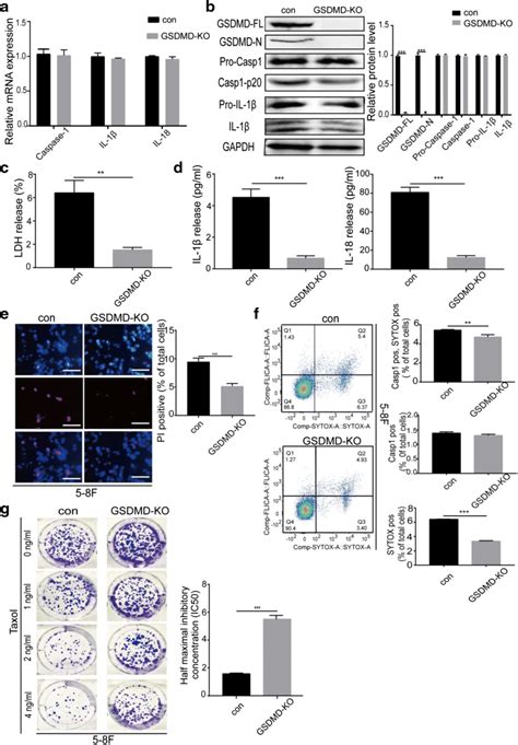 GSDMD Knockout Inhibited Pyroptosis And Induced The Formation Of A