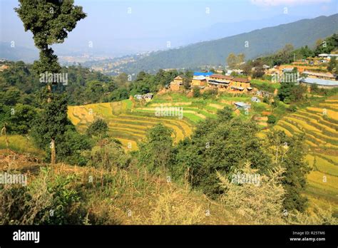 Agriculture Rice Fields In Nepal Stock Photo Alamy