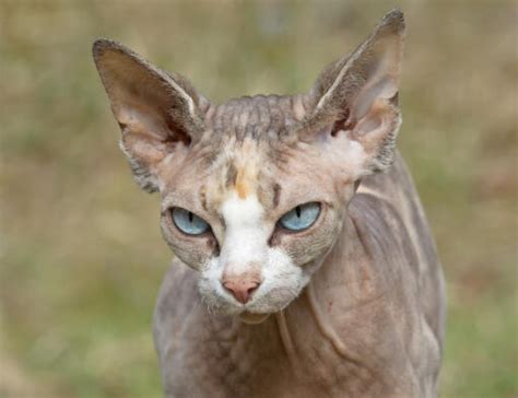 Tortoiseshell Sphynx Cat