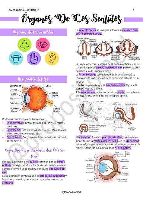 Rganos De Los Sentidos Histolog A Y Embriolog A Uba Studocu