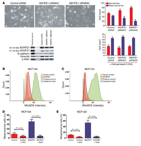 Adhfe1 Downregulation Promotes Mesenchymal To Epithelial Transition