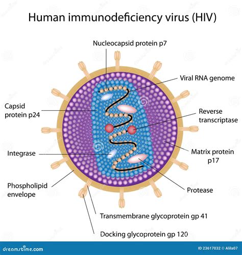 Structure Of Hiv Stock Vector Illustration Of Health