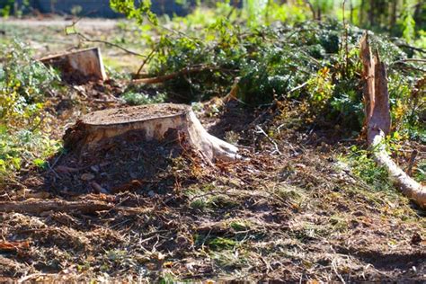 How To Remove A Tree Stump With Epsom Salt All Things Backyard