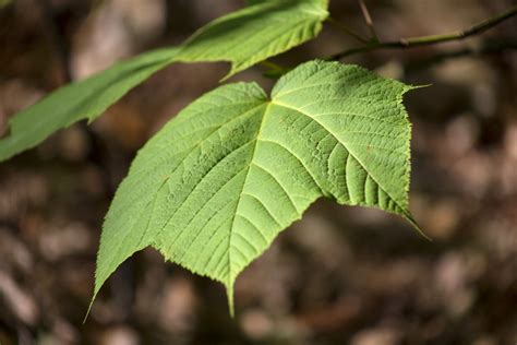 Leaf Symbolism And Meaning Healing Peace