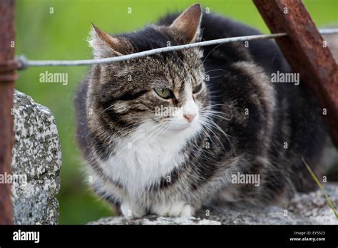 Cat Felis Catus Is A Domestic Species Of A Small Hi Res Stock