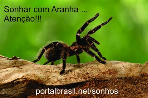 Sonhar Aranha têm Alguns Significados Atenção Cuidado