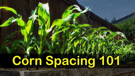 Corn Spacing 101 Garden Quickie Episode 8 Youtube