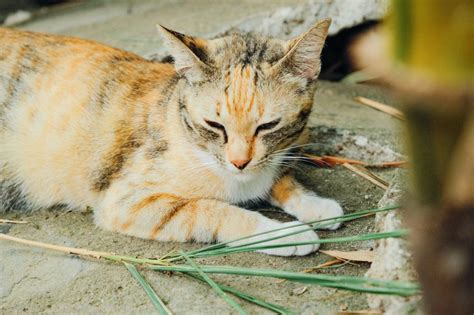 Tanda Kucing Peliharaan Terkena Dampak Polusi Udara