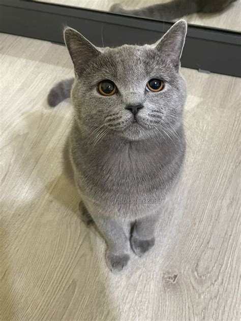 Британски котарак за разплод Британска късокосместа Мъжки Котка ...