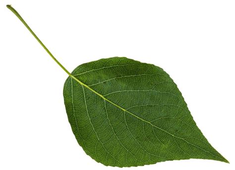 Premium Photo Green Leaf Of Black Poplar Isolated