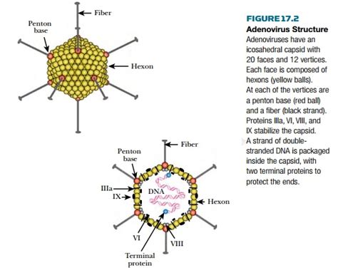 Adenovirus Structure