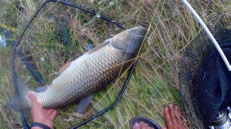 Ловля белого амура. Вид от первого лица. Рыбалка в Тамбове. Royal Fish ...