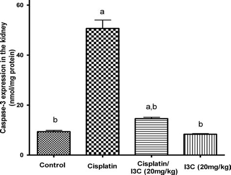 Effects Of Cisplatin And Indole Carbinol On The Expression Of