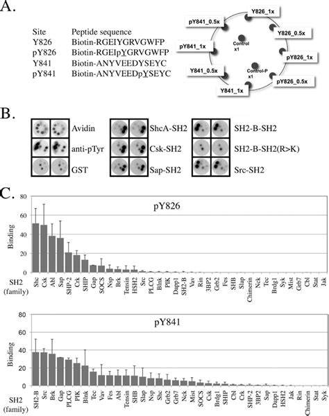 Binding Of Sh Ptb Domains To Potential Tyrosine Phosphorylation Sites