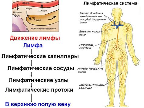 Народные средства для чистки лимфы и ЖКТ | Правильное питание | Елена ...