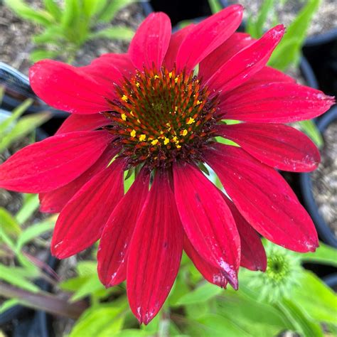 Echinacea Sombrero Tres Amigos Cavano S Perennials