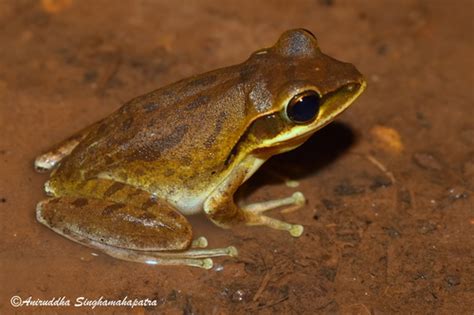 Chunam Tree Frog Wildlife Of GoodEarth Malhar Bangalore