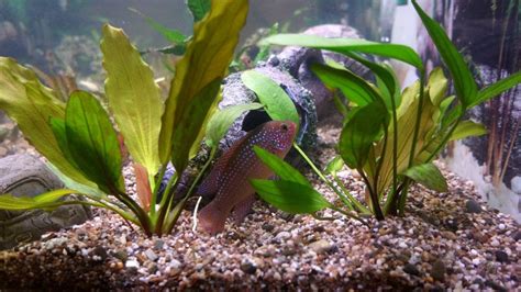 How To Cycle A Fish Tank - Complete Guide To Fish Tank Cycling - CoralRealm