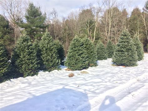 Maine Christmas Trees - Nutkin Knoll Farm