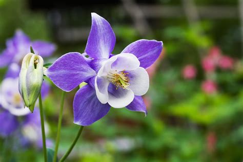 Columbine Flower Leaf