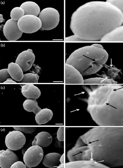 Scanning Electron Micrographs Of C Albicans Atcc 10261 A Untreated