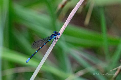 Dragonflies – Civil Bluet Damselfly | Phill Gibson