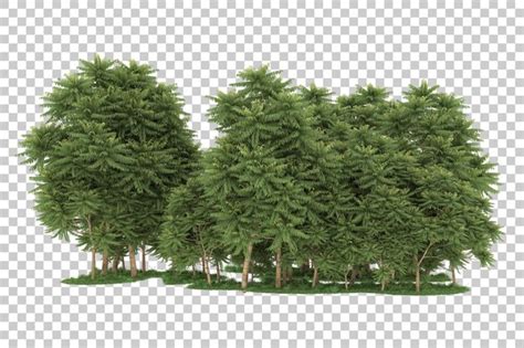 Лес на прозрачном фоне. 3d-рендеринг - иллюстрация | Премиум PSD Файл