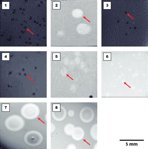 Morphology And Size Of Plaques Formed By Isolated Bacteriophages On