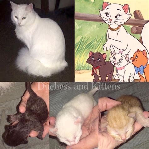 Baptisée Duchesse Une Chatte Met Au Monde Les Mêmes Chatons Que Dans