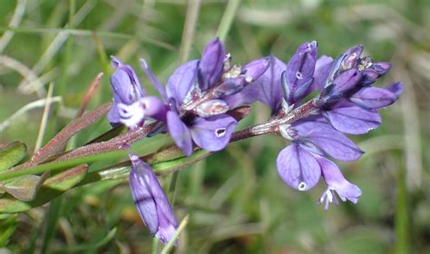 Milkwort