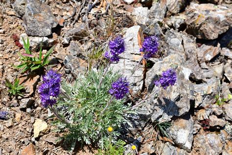 Phacelia sericea (Graham) A. Gray – Biogeography Teaching and Research Lab