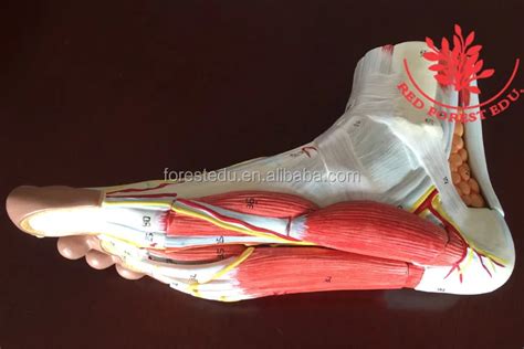 foot muscle hierarchical anatomy plantar muscle model
